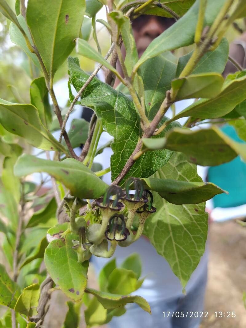 Ceropegia abyssinica