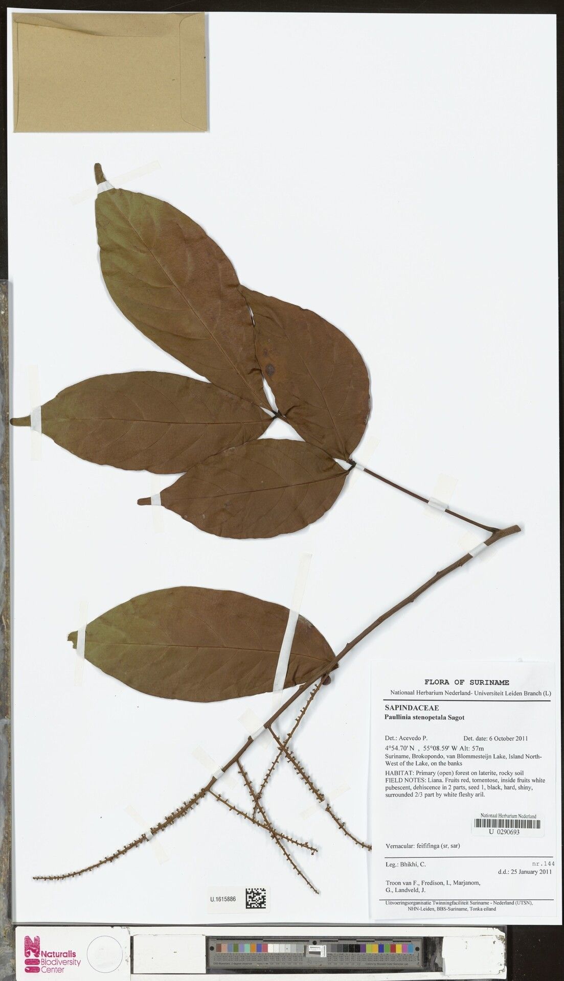 Paullinia stenopetala — search result for 'Paullinia'