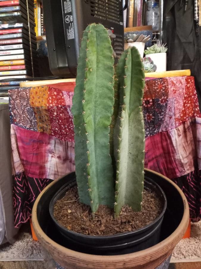 Cereus hexagonus leaf