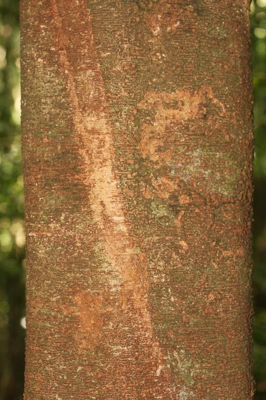 Inga nouragensis bark