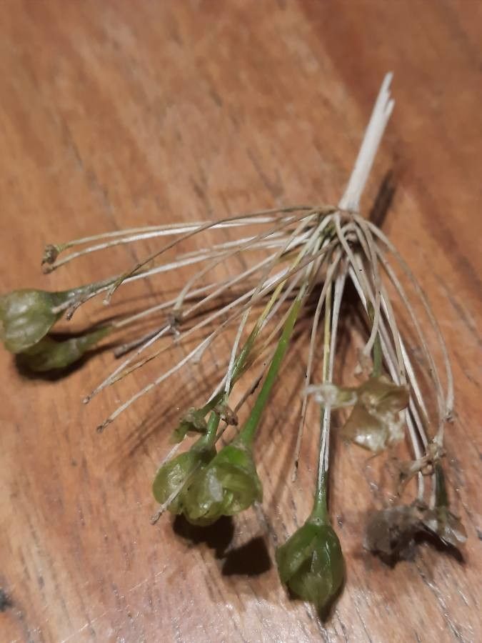 Allium oporinanthum fruit