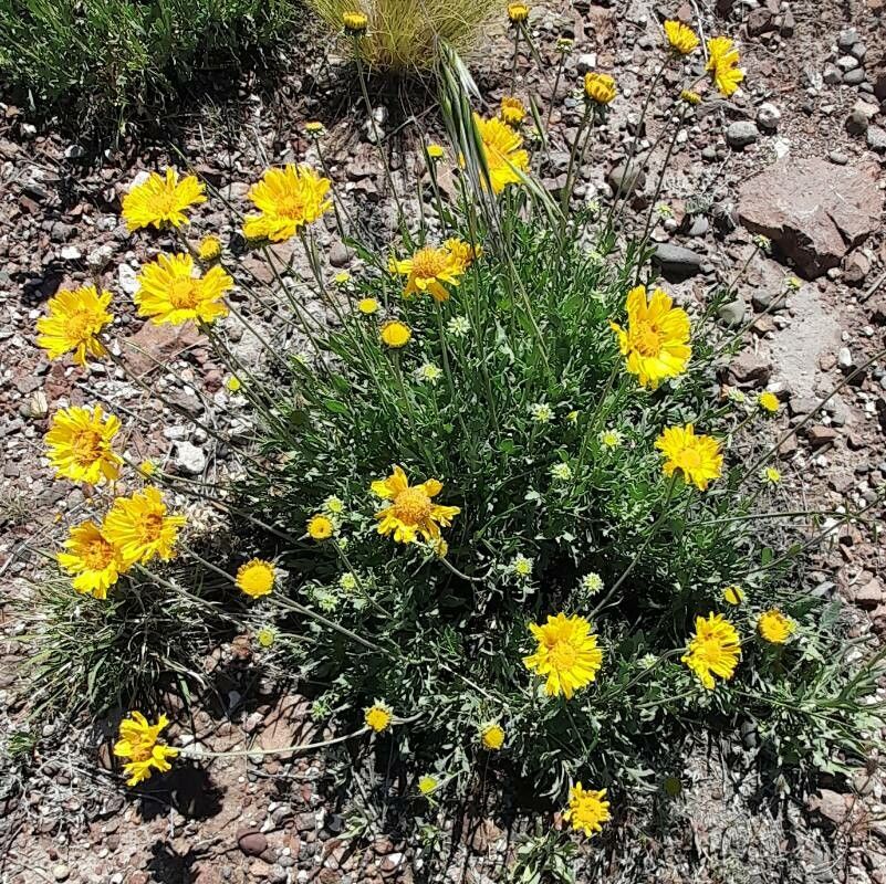 Gaillardia cabrerae habit