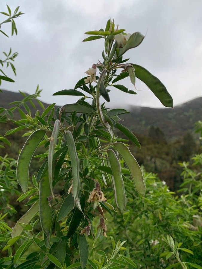 Chamaecytisus proliferus fruit