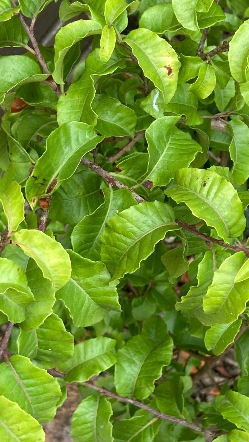 Schinus latifolius — search result for 'Schinus'