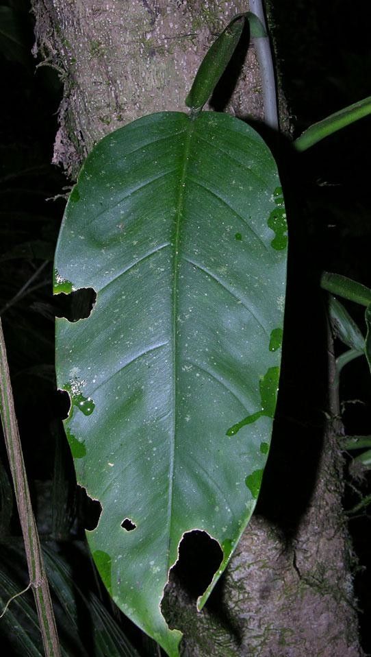 Philodendron sulcatum — houseplant care guide