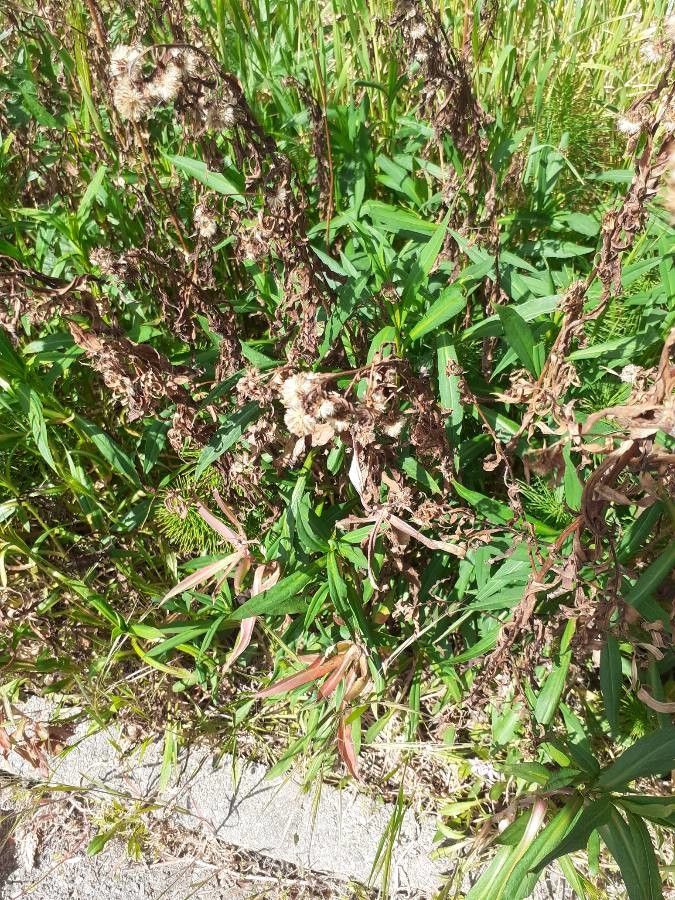 Baccharis douglasii fruit