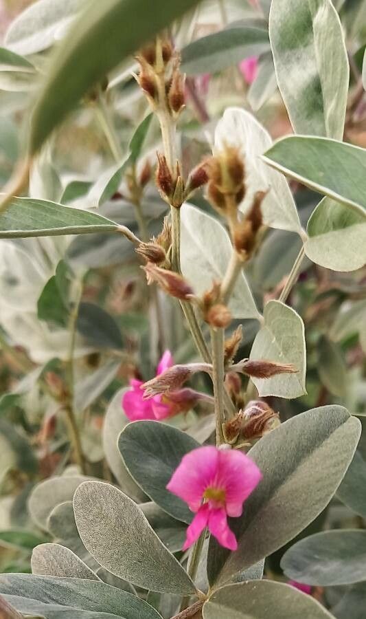 Tephrosia persica flower