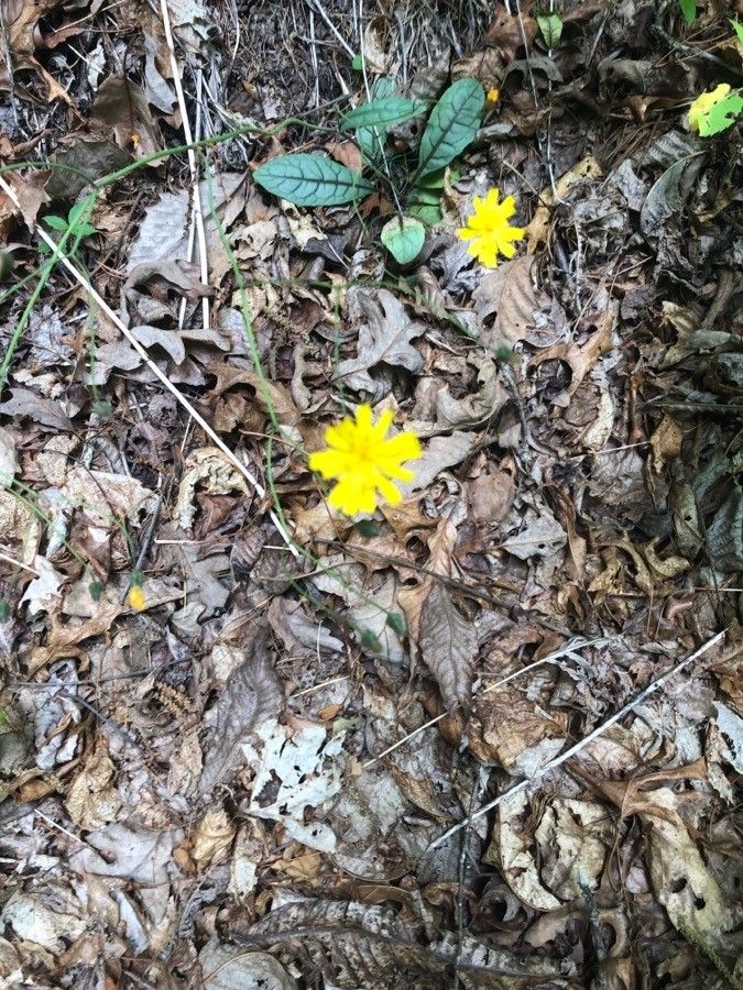 Hieracium venosum flower