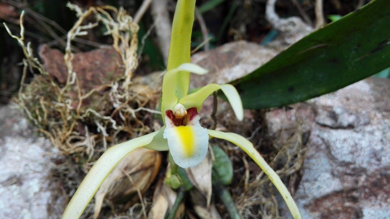 Maxillaria endresii flower