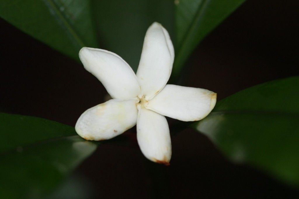 Ochrosia lifuana — houseplant care guide