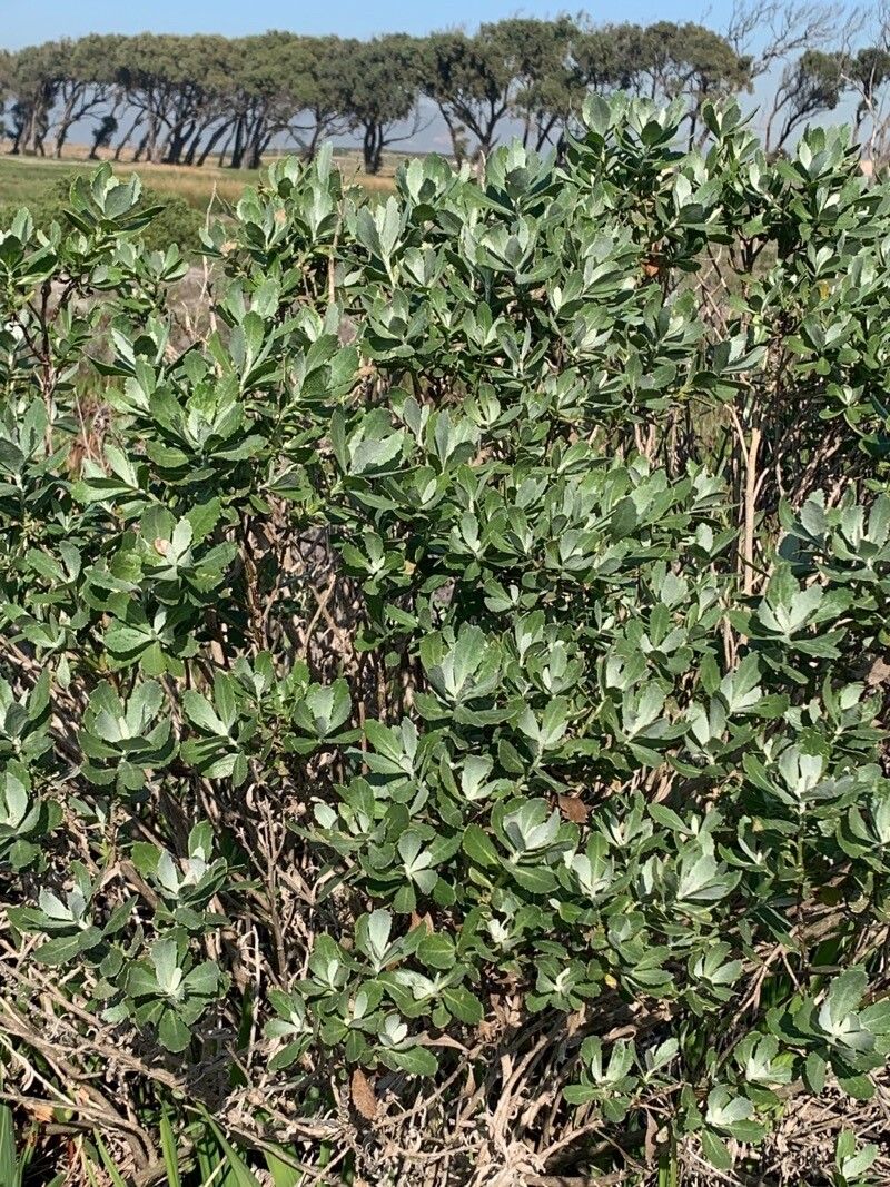 Senecio halimifolius — houseplant care guide