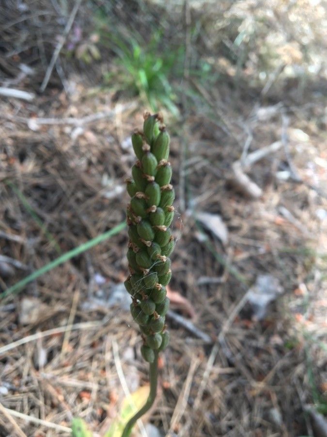 Neotinea maculata fruit