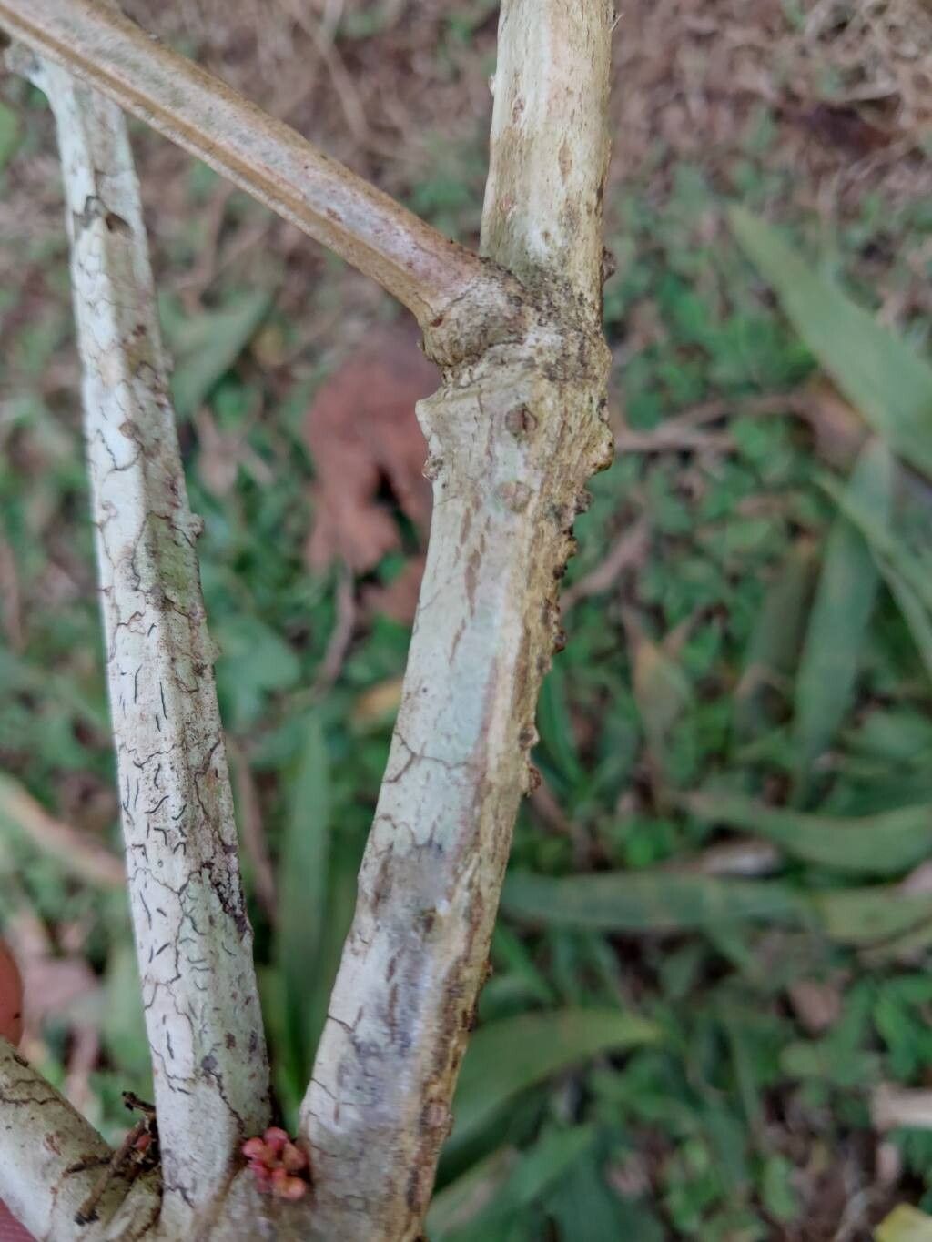 Medinilla quadrangularis bark