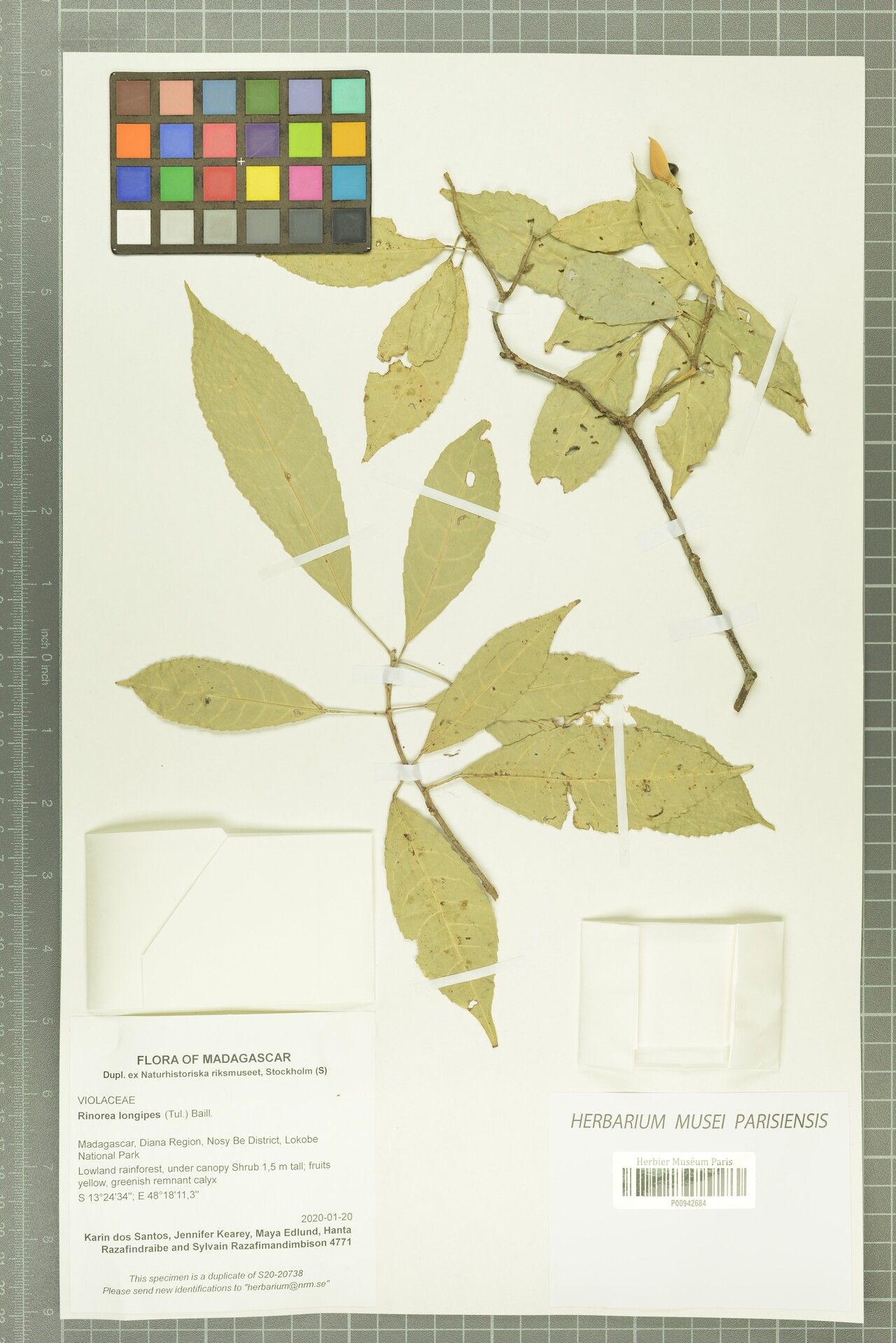 Rinorea longipes — houseplant care guide