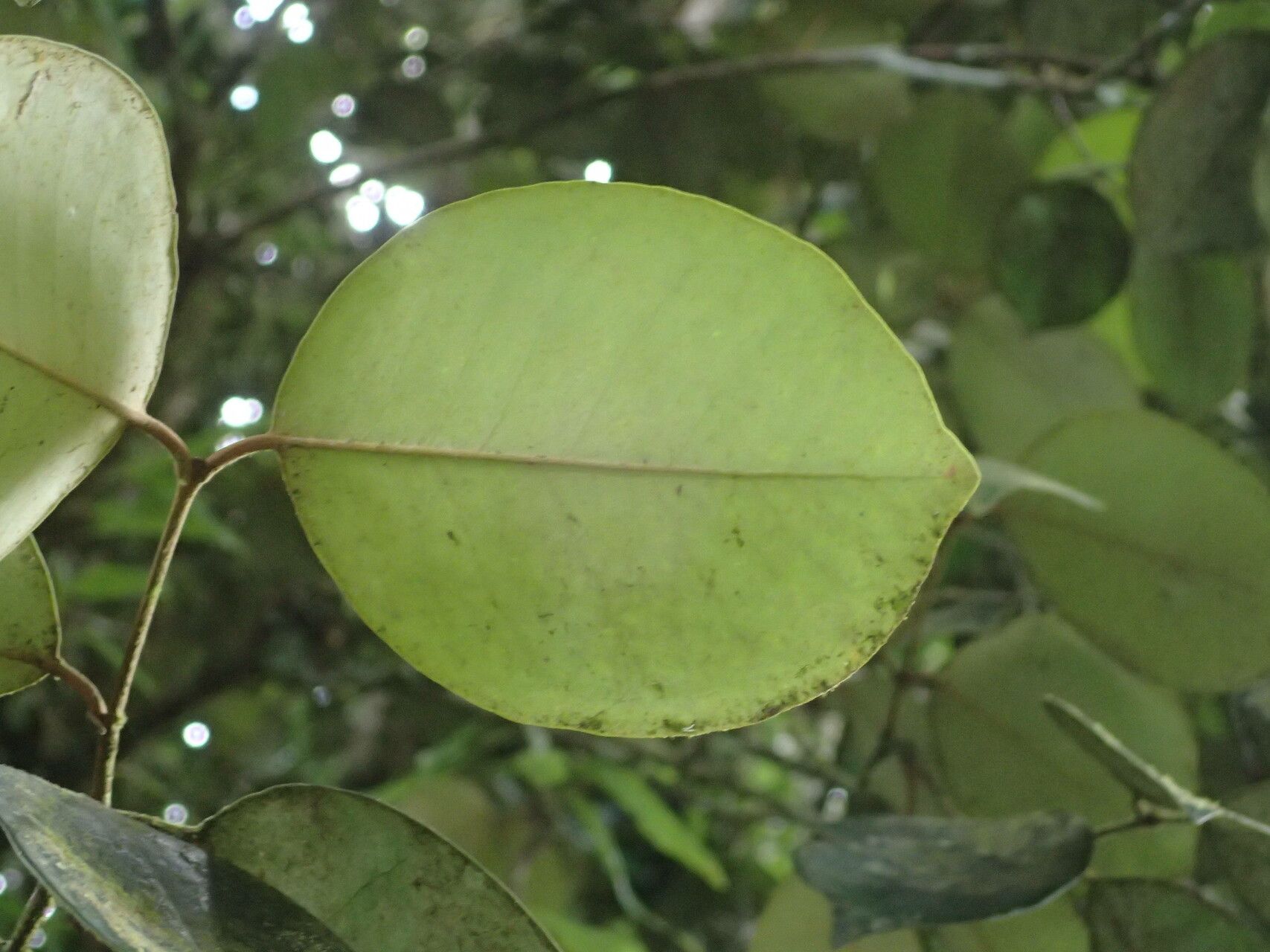 Eugenia gregii — houseplant care guide