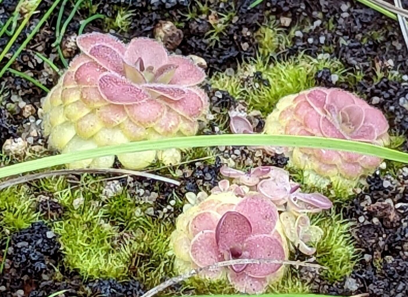 Pinguicula laueana leaf