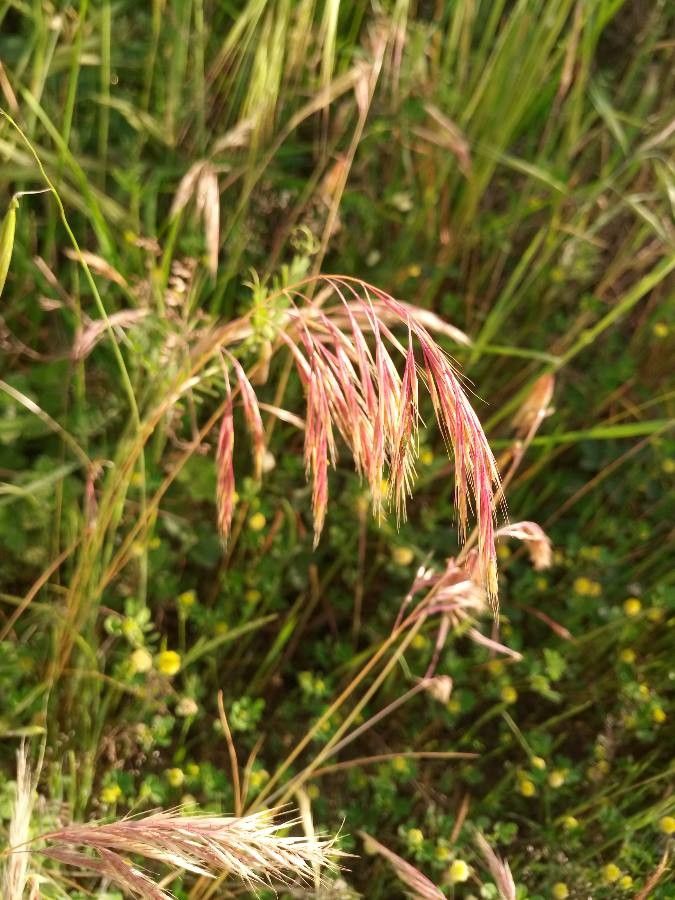 Bromus racemosus fruit