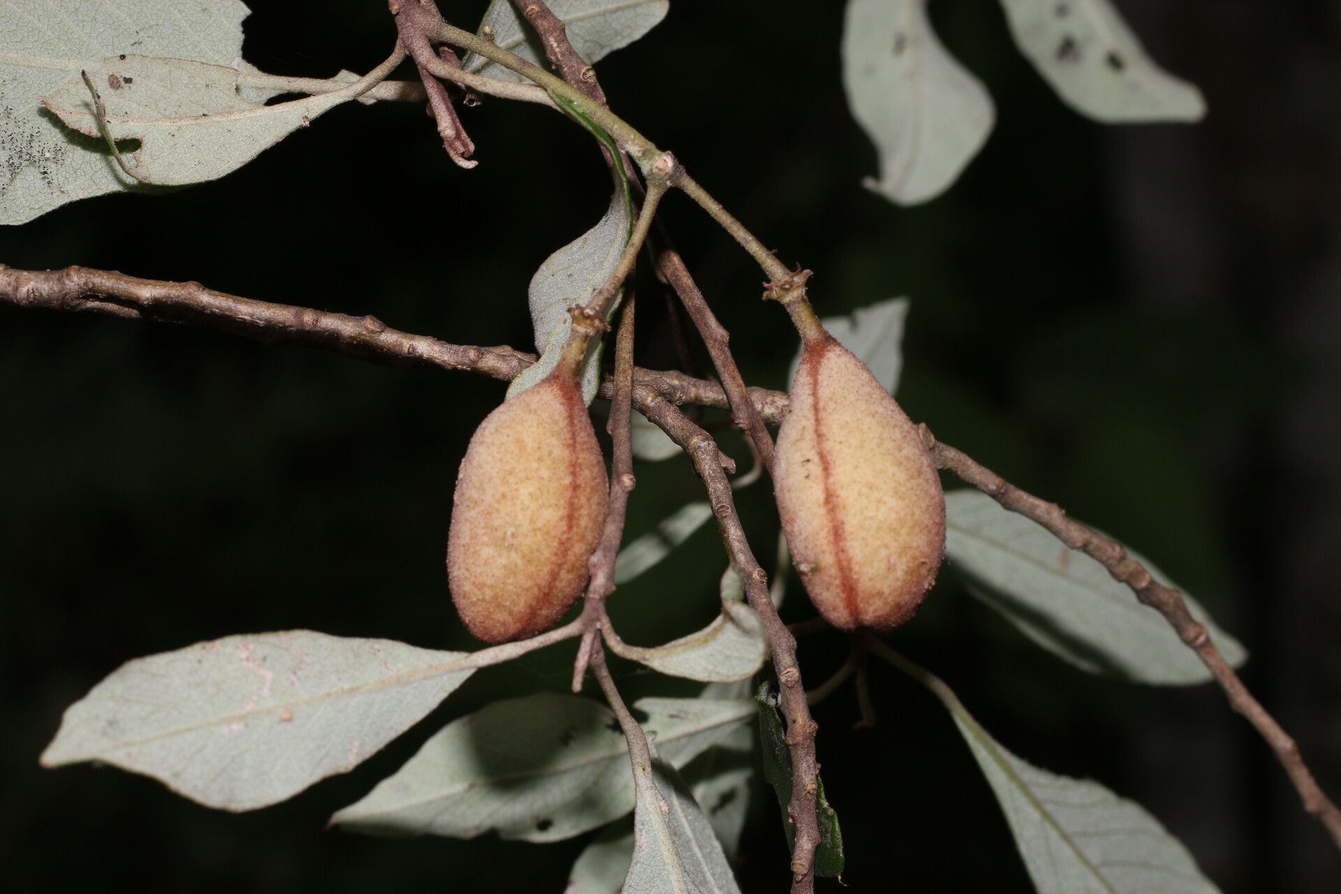 Quadrella morenoi fruit
