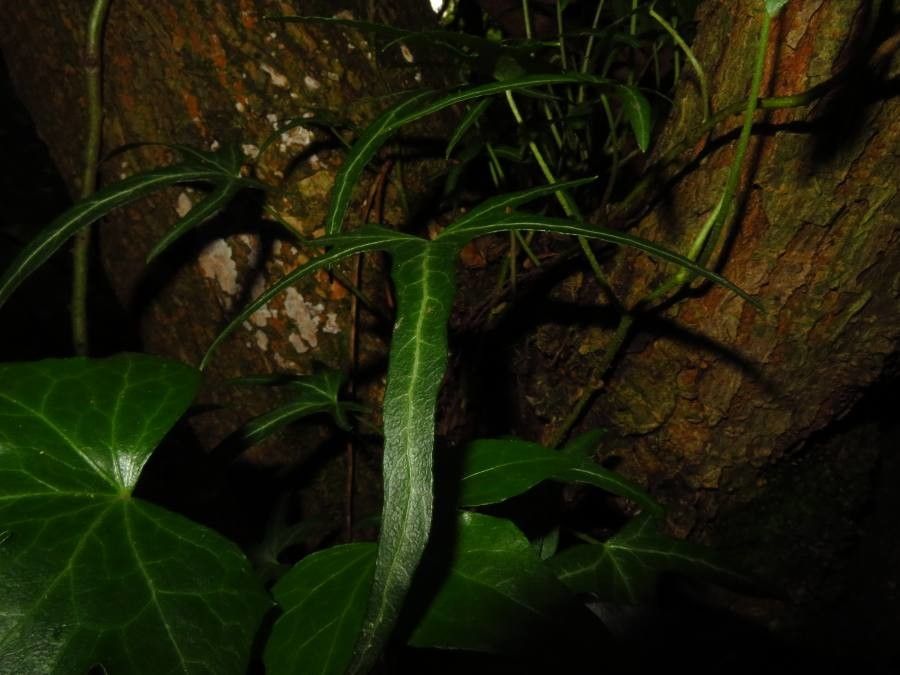 Pteris vieillardii — search result for 'Pteris'