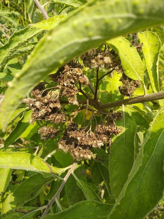 Pluchea carolinensis fruit