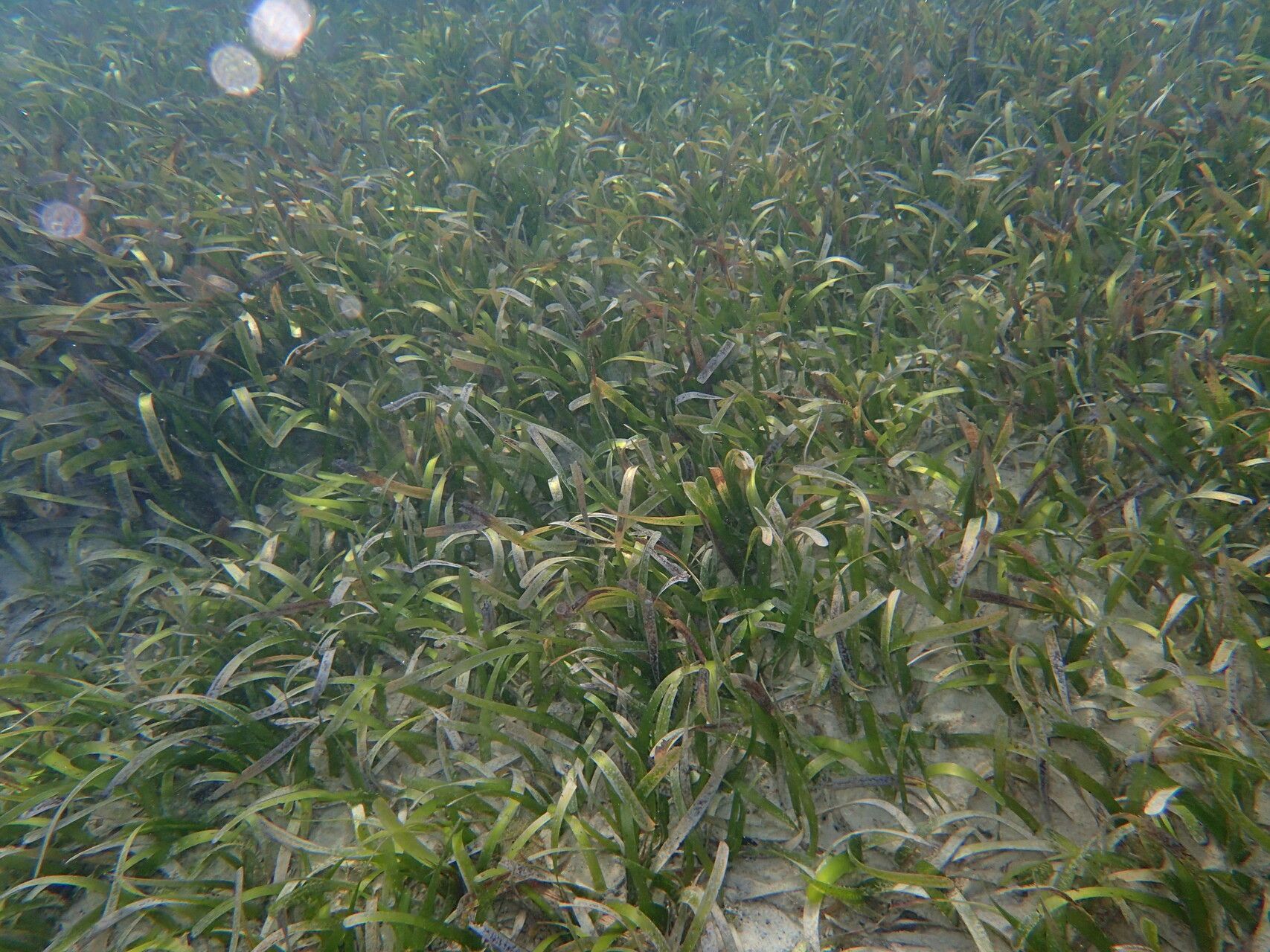 Thalassia testudinum habit