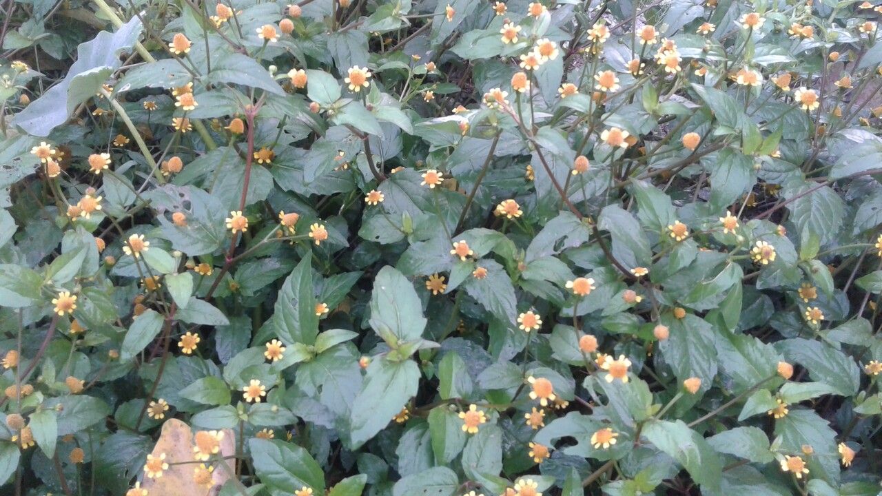 Acmella caulirhiza habit