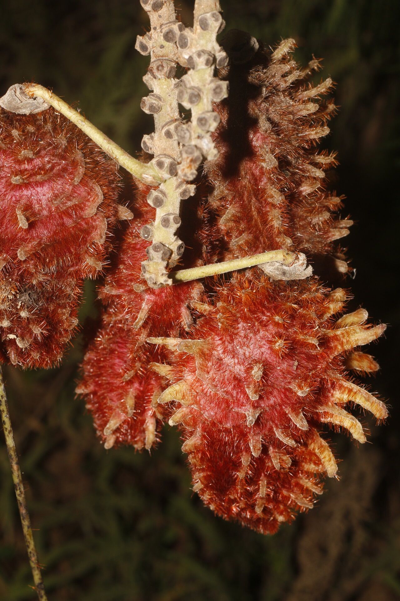 Mucuna mutisiana fruit