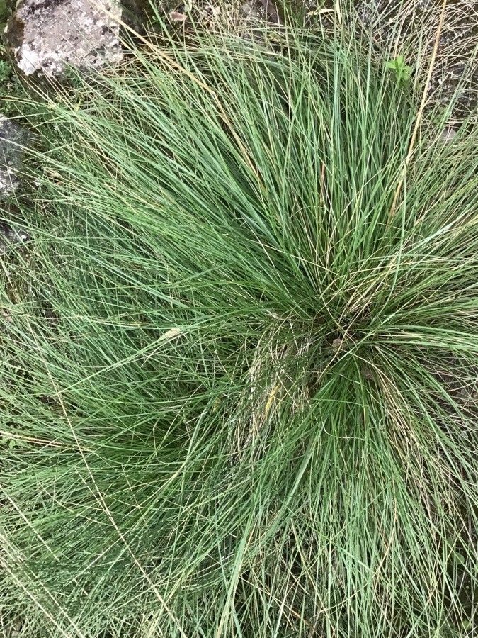 Helictotrichon cantabricum — related species from the same genus