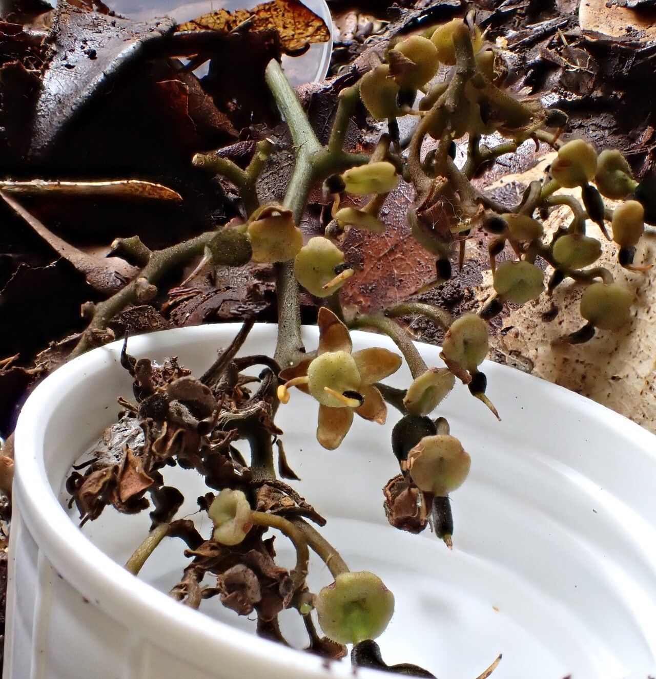 Dialium zenkeri fruit