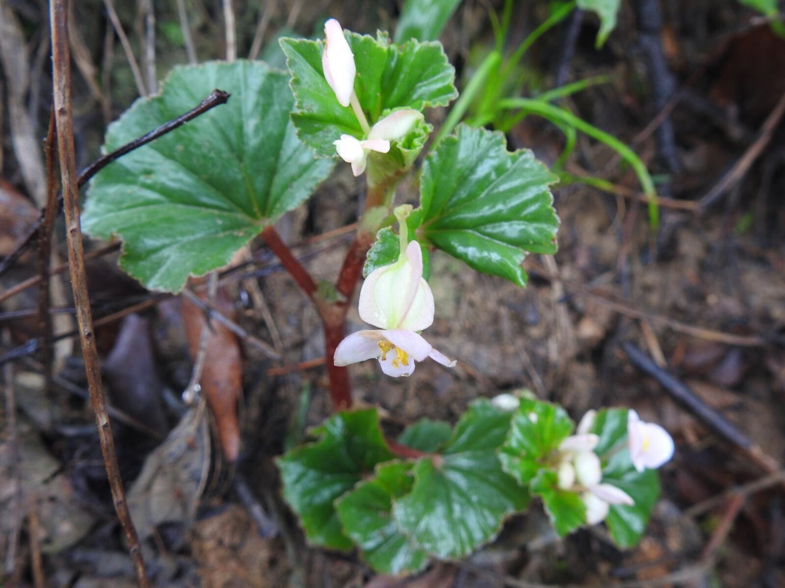 Begonia princeae — houseplant care guide
