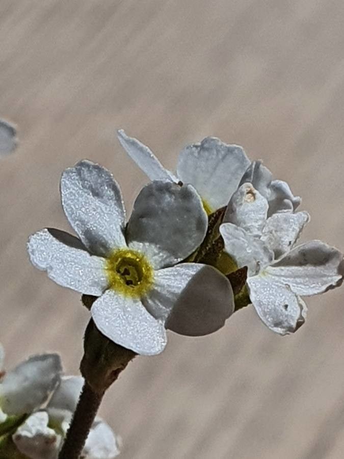 Androsace obtusifolia flower