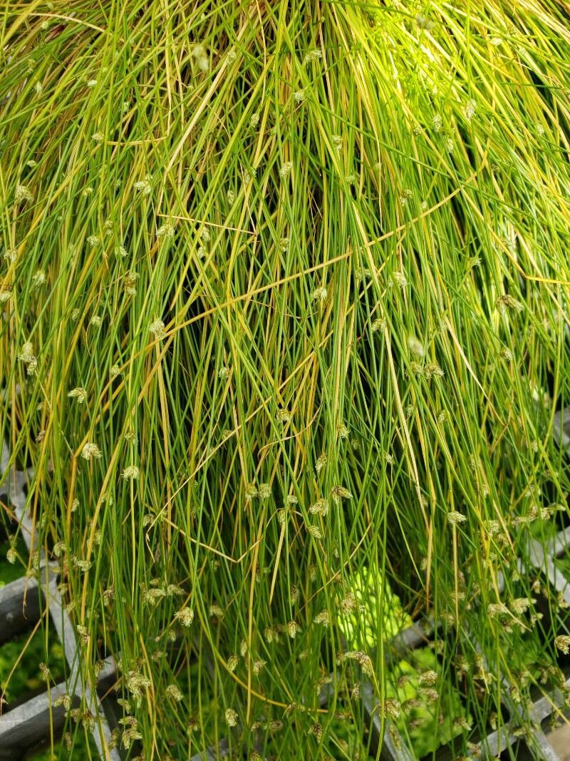 Carex flagellifera — houseplant care guide