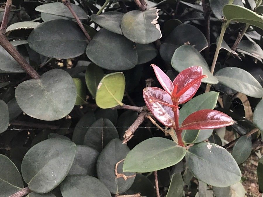 Maurocenia frangularia leaf