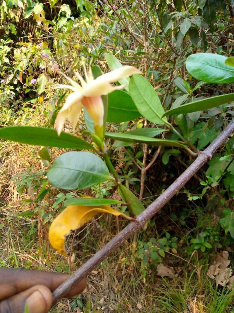 Strophanthus gardeniiflorus — search result for 'Gardenia'