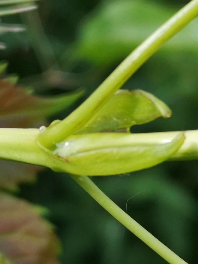 Dendrobium deplanchei — houseplant care guide