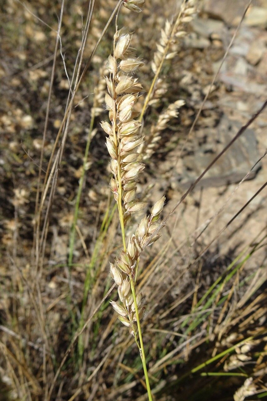 Melica amethystina flower