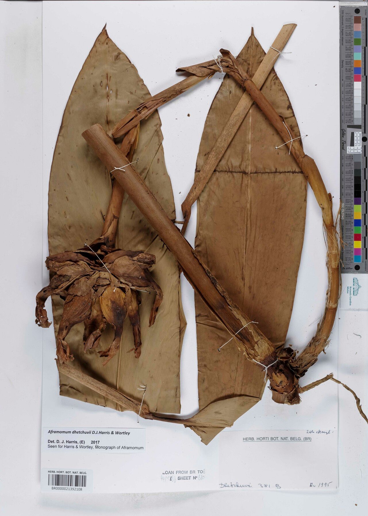 Aframomum dhetchuvii — houseplant care guide