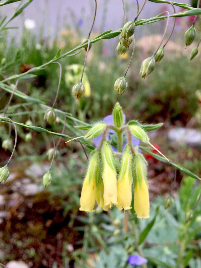 Onosma pseudoarenaria flower