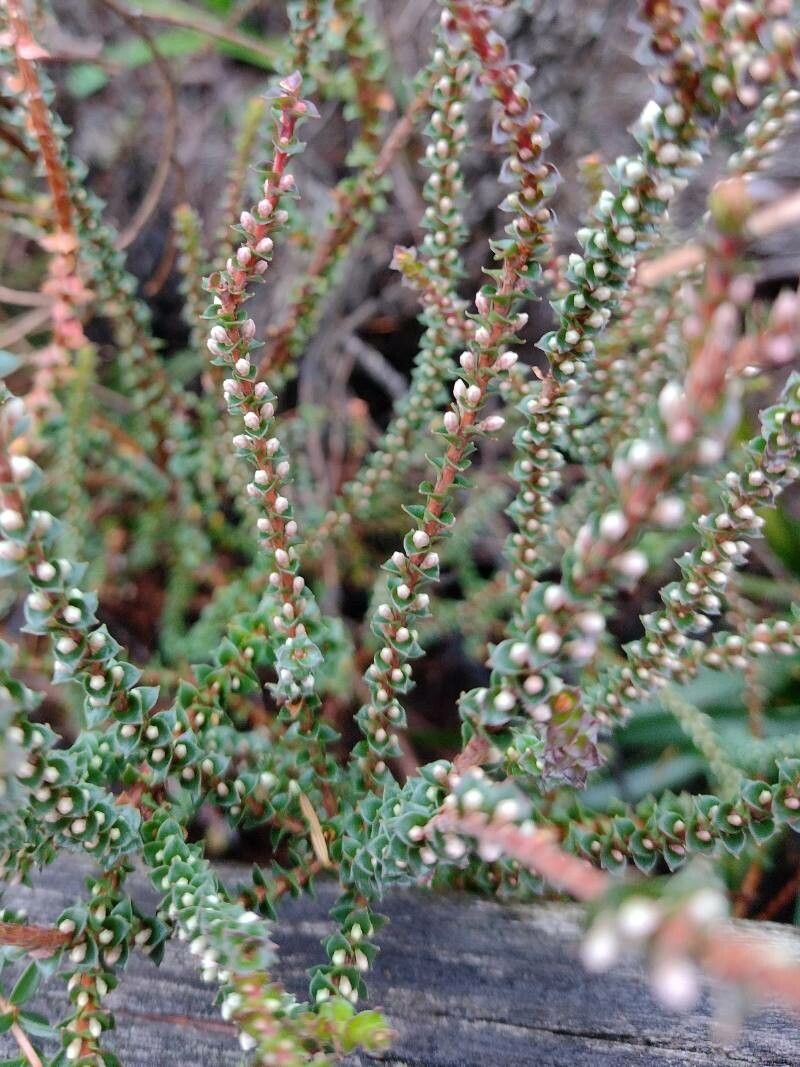 Epacris microphylla — related species from the same genus