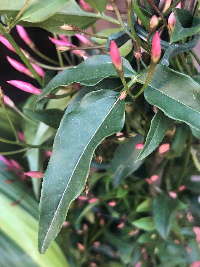 Jasminum polyanthum leaf