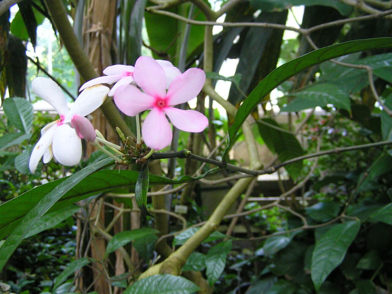 Kopsia fruticosa — search result for 'Gardenia'