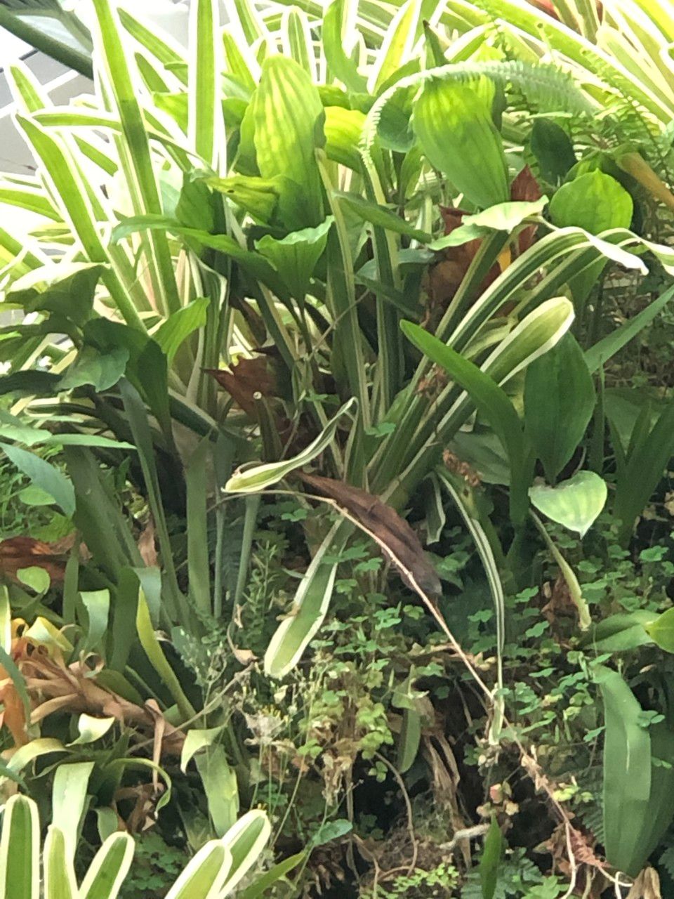 Neoregelia compacta cv. 'Bossa Nova' habit