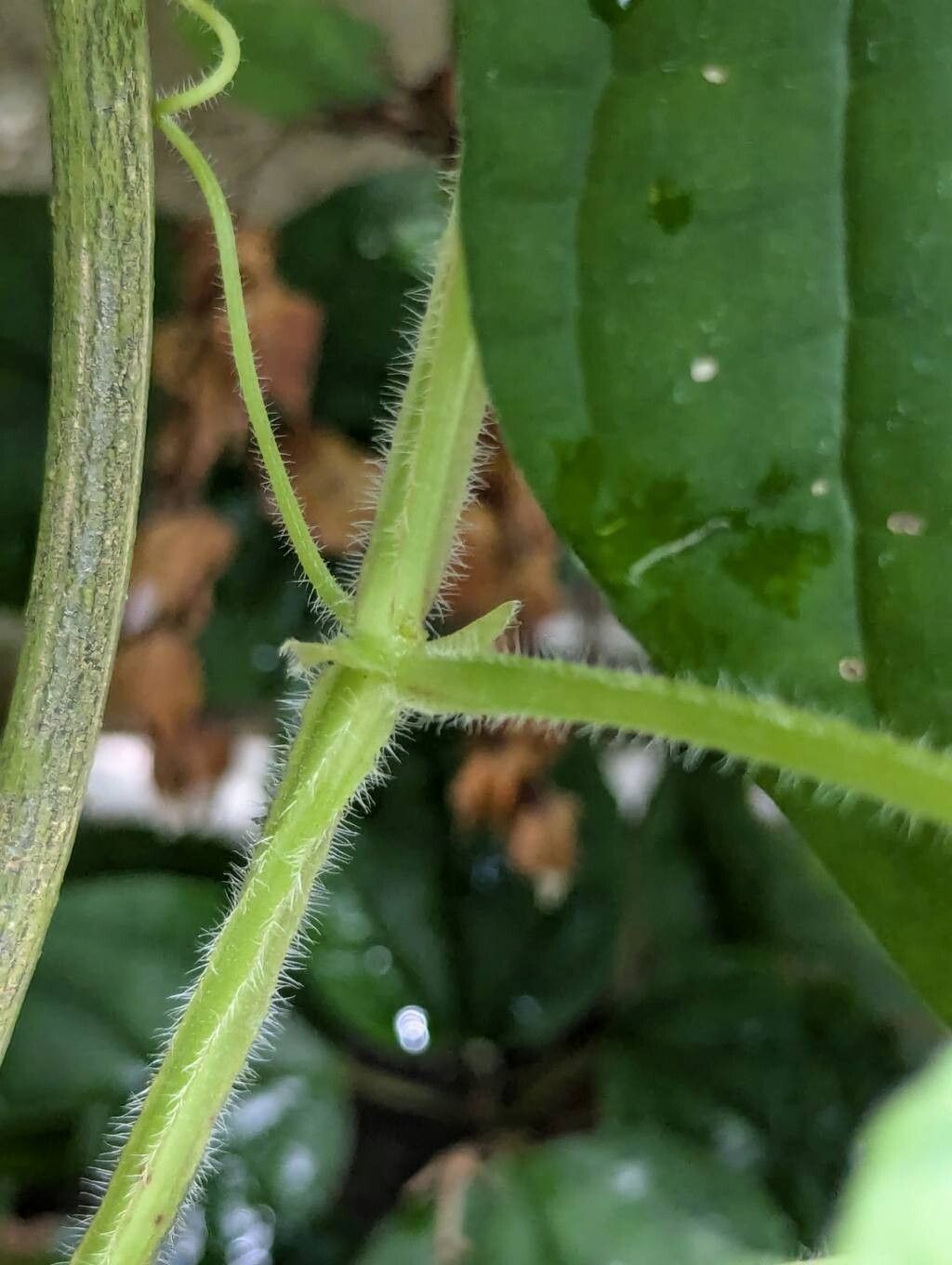 Cissus gongylodes bark