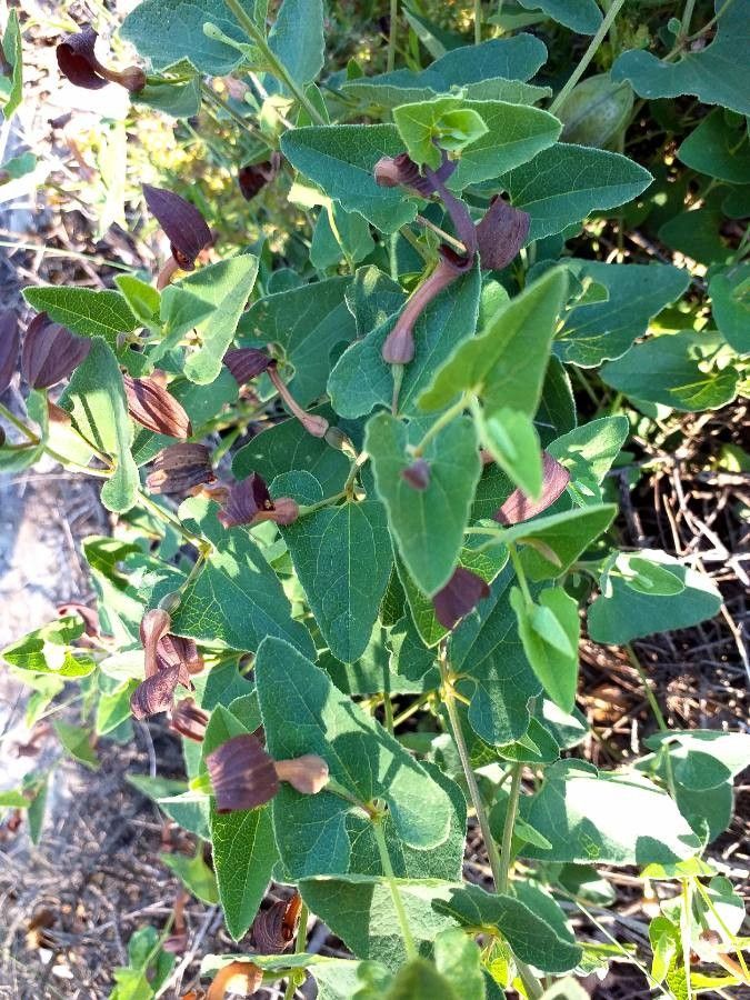 Aristolochia pistolochia flower