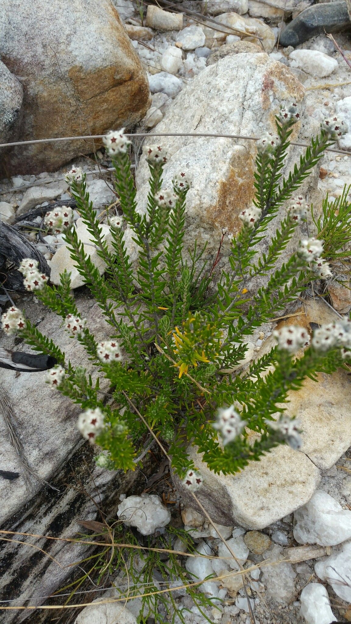 Phylica emirnensis habit
