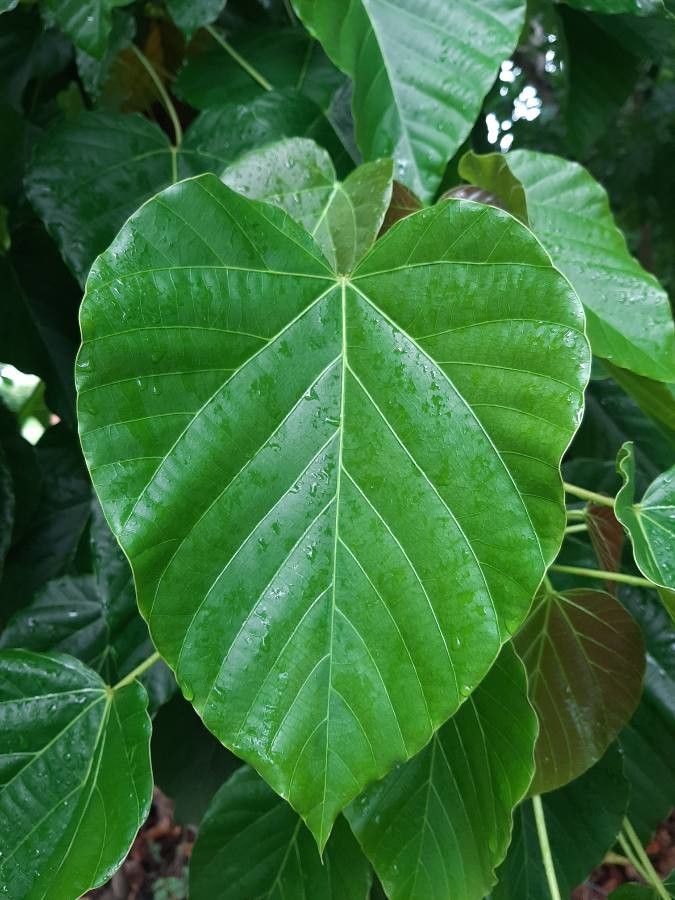 Reutealis trisperma leaf
