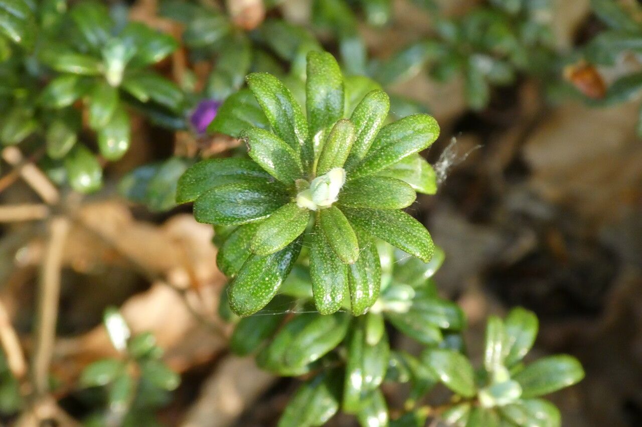 Rhododendron fastigiatum — houseplant care guide