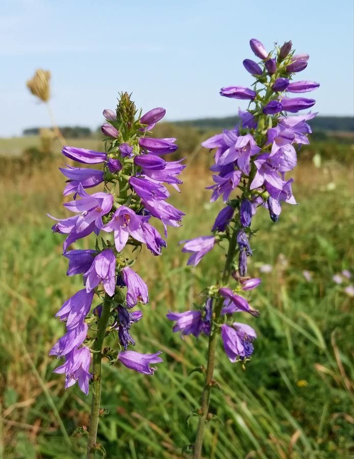 Campanula bononiensis flower