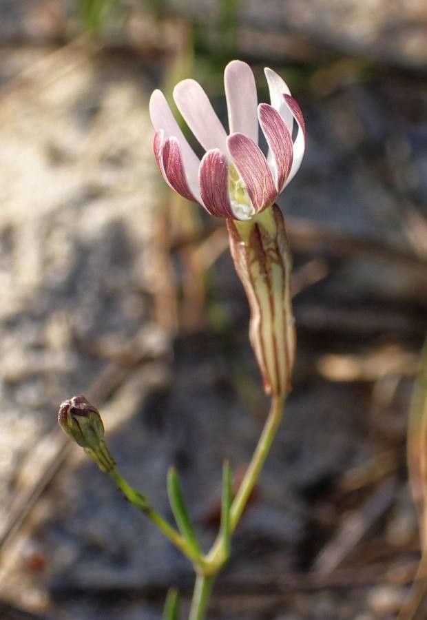 Silene portensis flower
