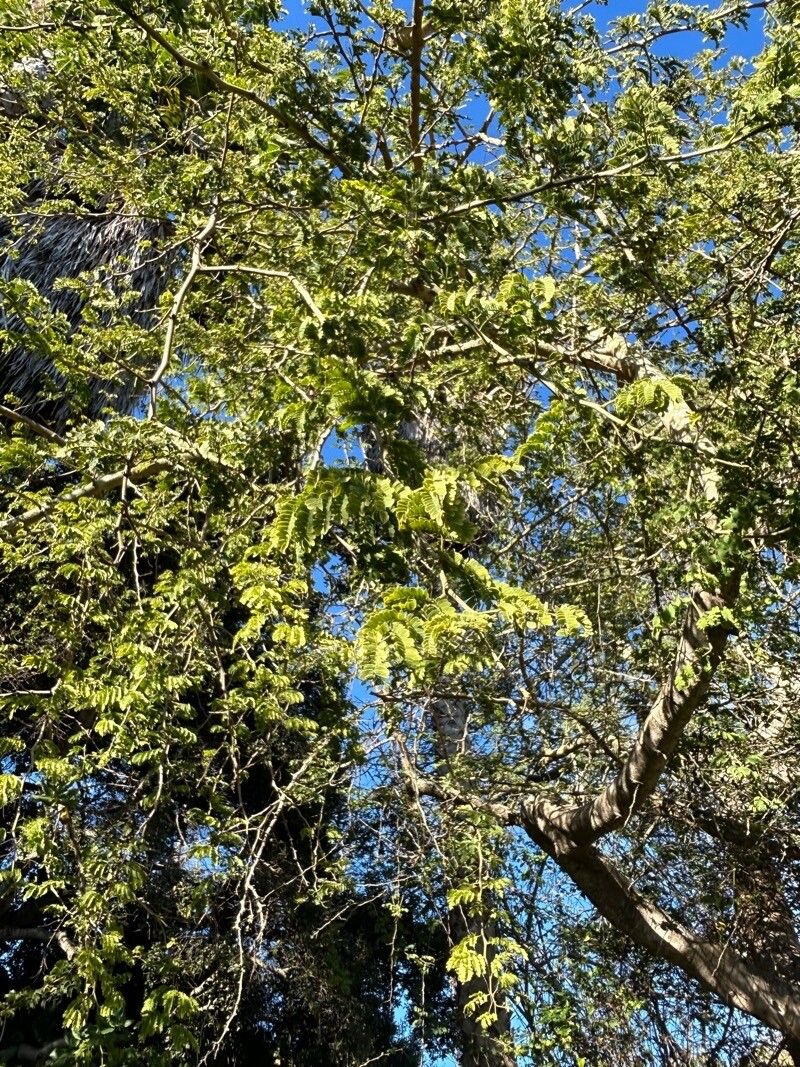Albizia forbesii leaf